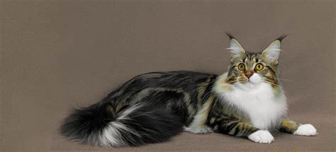 We currently have a total of 7 parent <b>cats</b>; 2 female Siberians, 1 male Siberian, 2 female Maine-<b>Coons</b>, and 2 male Maine-<b>Coons</b> with one being a Polydactyl (meaning a cat who has extra toes). . Healthy coon cattery ohio
